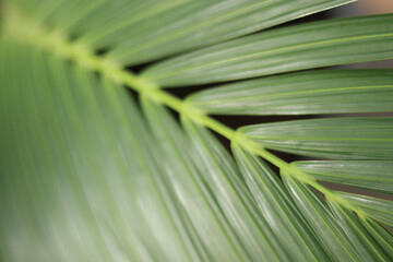 Tropical palm leaves. Floral background. Close up green palm leaf texture. Beautiful light shadow on a palm leaf. Leaf texture. Tropical plant branches on blurred  background. Striped palm foliage