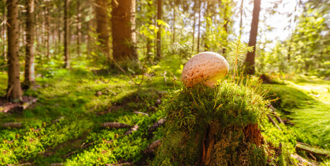 Beautiful nature scene of a white mushroom in a lush green forest with nice autumn season sun shine light. Edible agaricus bisporus button mushroom in a moss woods. A common food product 