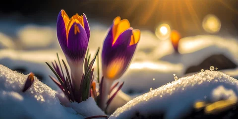 Foto op Plexiglas Beautiful spring flowers emerge from under the snow A symbol of new beginnings and rebirth Crocus flowers bring color and life to a winter landscape © Татьяна Мищенко