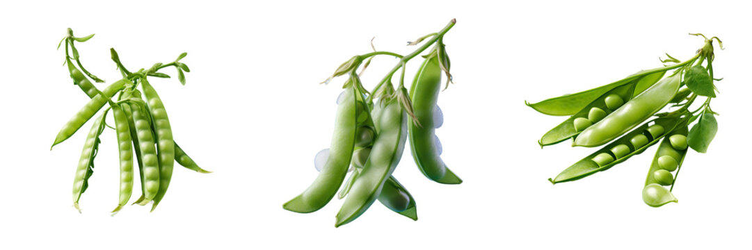 Snow peas photographed on transparent background