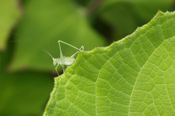 Vue macro d'une petite sauterelle verte sur une feuille dans un jardin