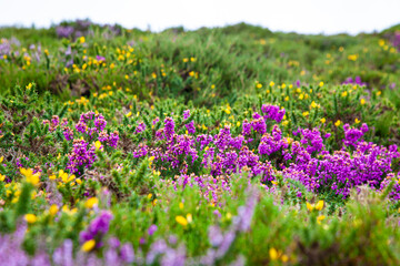 field of purple and yellow flowers