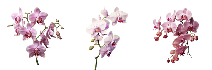 Fototapeta na wymiar Phalaenopsis Orchid on transparent background