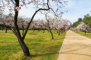 Obraz premium Flores en primer plano con jardín al fondo. Almendro en flor rosa y blanco en la Quinta de los Molinos, Madrid, España 