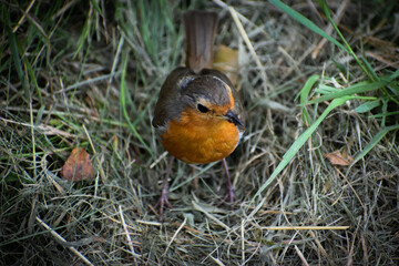 Rouge Gorge observant un ver de terre dans les campagnes françaises