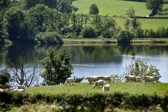 Petit lac de Panneci&egrave;re dans le massif du Morvan (France) et vaches charolaises dans les pr&eacute;s au premier plan