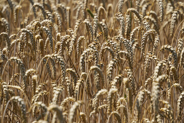 field of wheat, wheat ear, golden field, grain field