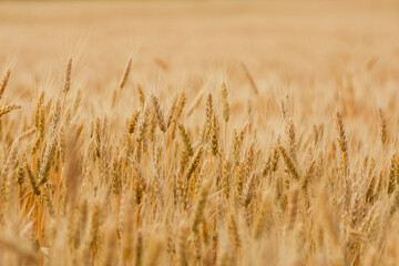 Fototapeta premium Golden ears of wheat. Ripening wheat ears in the field. Selective focus.