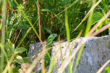 A green lizard looks at the photographer. A green lizard (lacerta viridis) poses on a rock in the sun's rays. The female is almost completely green.