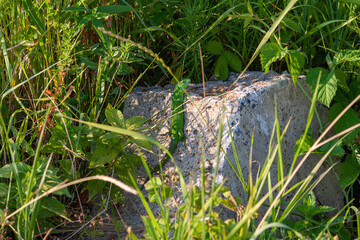A green lizard looks at the photographer. A green lizard (lacerta viridis) poses on a rock in the sun's rays. The female is almost completely green.