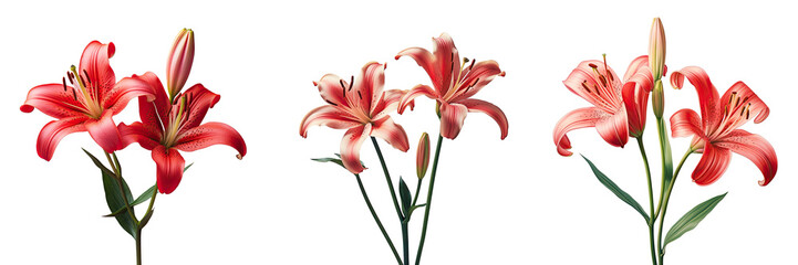 Isolated black lily pair red blooms