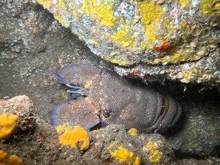 Fotografias Subaquáticas 