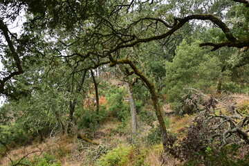 vineyard in autumn