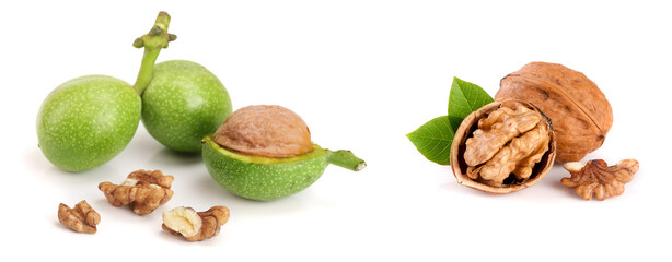 fresh walnuts in peel isolated on white background