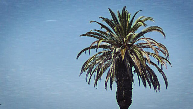 VHS Palm tree