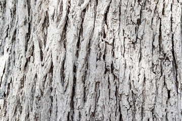 Fototapeta premium Texture of whitewashed acacia bark, background pattern.