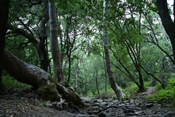 tree in the forest