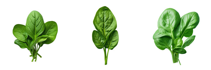 Young spinach foliage