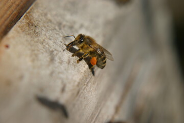 Biene mit Pollen