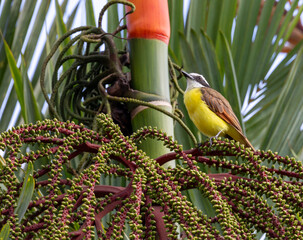 Flycatcher Perched in the Inflorescence of a Sealing Wax Palm