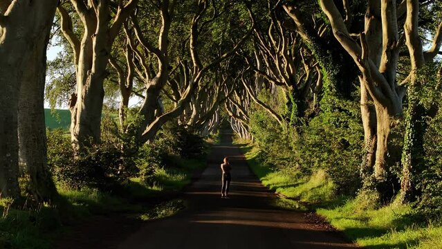 Dark Hedges in Northern Ireland. Drone footage in Northern Ireland. Sunrise in forest 