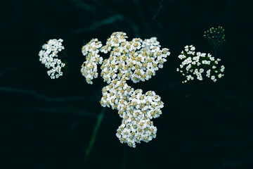 A close up of small white yarrow flowers