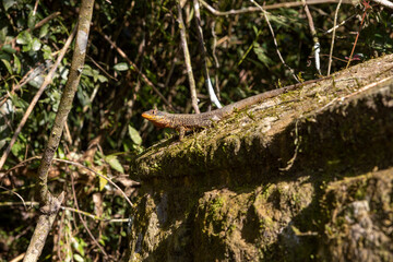Lizard sunbathing in the lush rain forest of the national park of Iguazu Falls, one of the new seven natural wonders of the world - traveling and exploring South America and its wildlife
