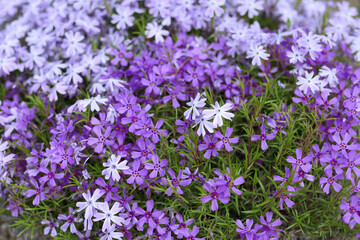 Flowering plant. Carpet of colour during spring. Creeping phlox. Flowering plant. Moss creeping Phlox Subulata. Beautiful blue purple violet Moss Phlox Subulata Atropurpurea Blooms. 