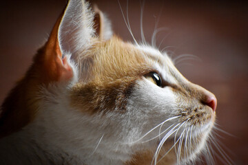 Gros plan de profil d'un chat roux et blanc © Sylvestra