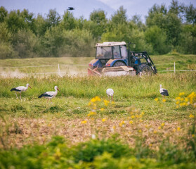 stork in the meadow with a tractor in the background