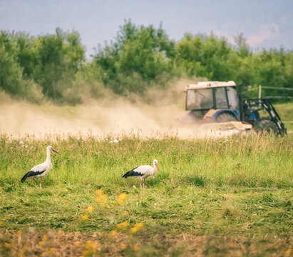 stork in the meadow with a tractor in the background