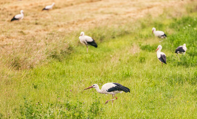 Obraz na płótnie Canvas stork in the grass
