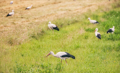 Obraz na płótnie Canvas stork in the grass
