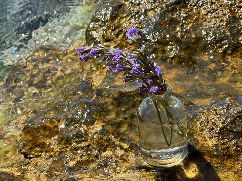 Lavender purple flowers plant in glass vase on sea stone.