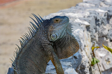 Cayman Iguana