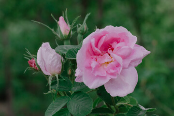 Fototapeta premium Rosa damascena or Damask pink rose. A beautiful pink flower used for production fragrant oils, cosmetic. Flowering, deciduous shrub plant. Delicate summer English tea roses blossoming in the garden.