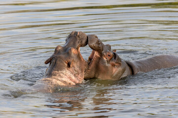 Hippos fighting