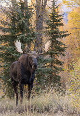Bull Moose During the Fall Rut in Wyoming