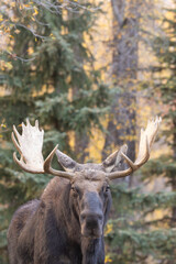 Bull Moose During the Fall Rut in Wyoming