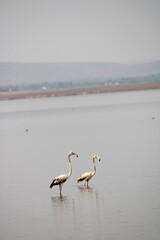 Flamingos in Krishna River Near Bagalkot
