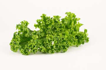 Fresh green common curly kale