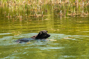 Fototapeta premium dog swims in the river in summer