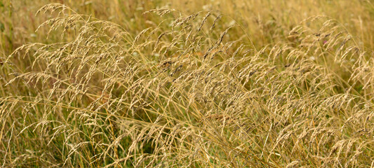 Golden poaceae or gramineae grass field. Grass bows under the wind. Close up of golden wheat grass.