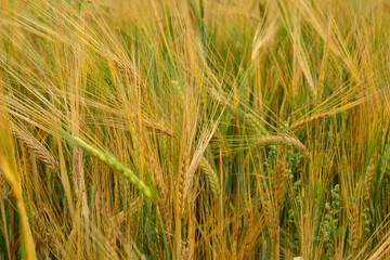 Spikelets of young rye grow in different directions on the rye field in summer. Green and yellow rye field.