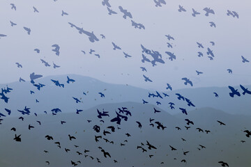 Group of pigeons flying in a cloudy sky with mountains in the background.