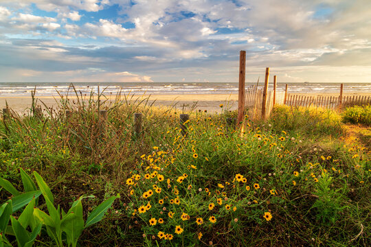 Yellow Flowers At Galveston Beach