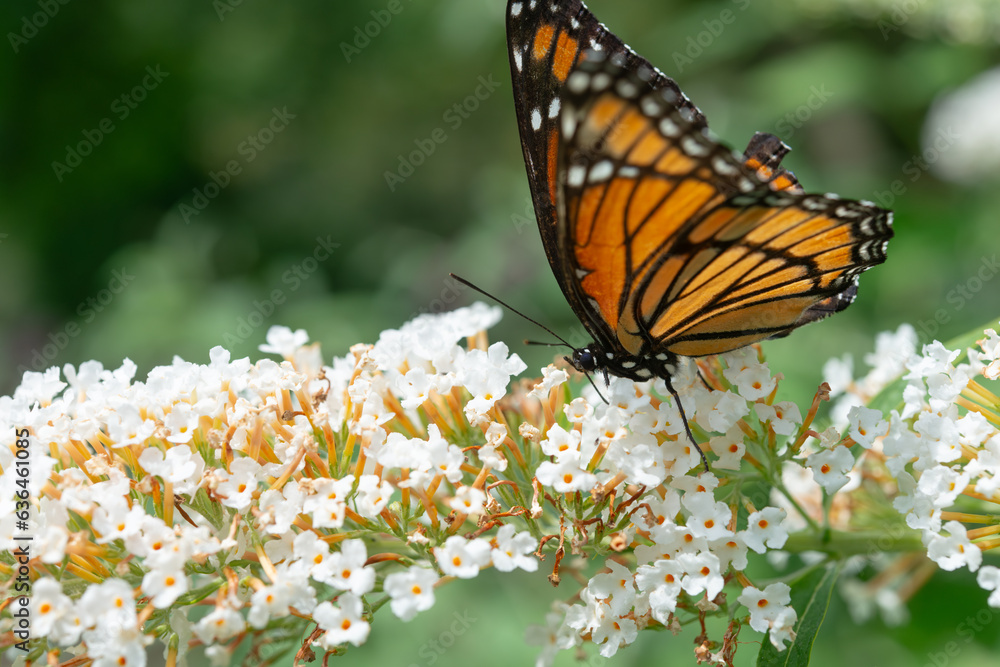 Sticker profile view of a Viceroy butterfly (Limenitis archippus) on a white Buddleja davidii flower