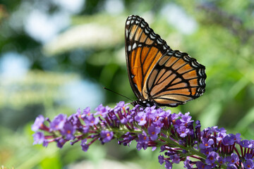 profile of a Viceroy butterfly (Limenitis archippus) on a purple Buddleja davidii flower