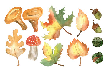 Watercolor forest autumn set with orange leaves, fly agaric, mushrooms, chanterelles, acorns, chestnut. Cartoon Hand-painted on a white background.