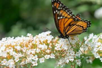 profile view of a Viceroy butterfly (Limenitis archippus) on a white Buddleja davidii flower